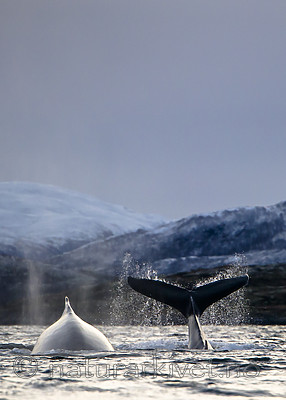 BB 15 0585 / Megaptera novaeangliae / Knølhval